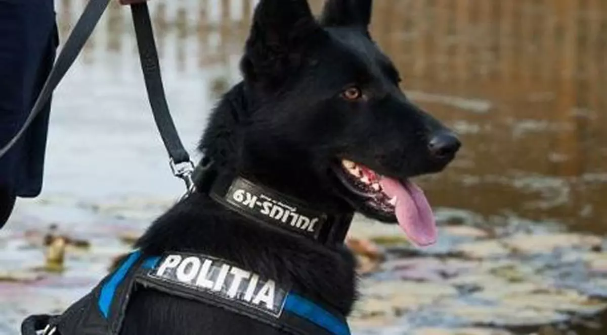 Un câine polițist a reușit să ia urma hoțului, în Maramureș. Cum s-au recuperat banii