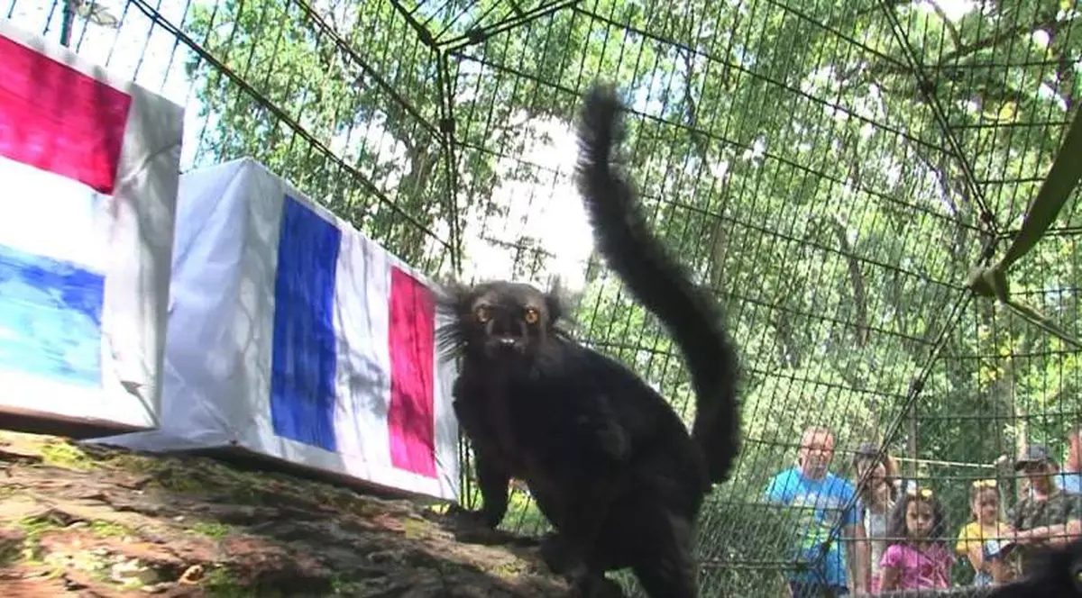 cine câștigă Campionatul Mondial de fotbal Rusia 2018. Lemurii de la Zoo Târgu Mureș știu cine este câștigătorul