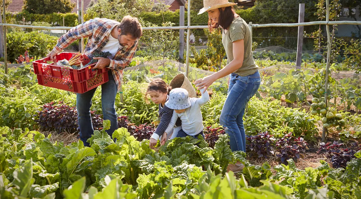 5 lucrări de vară pe care trebuie să le faci în grădina de legume