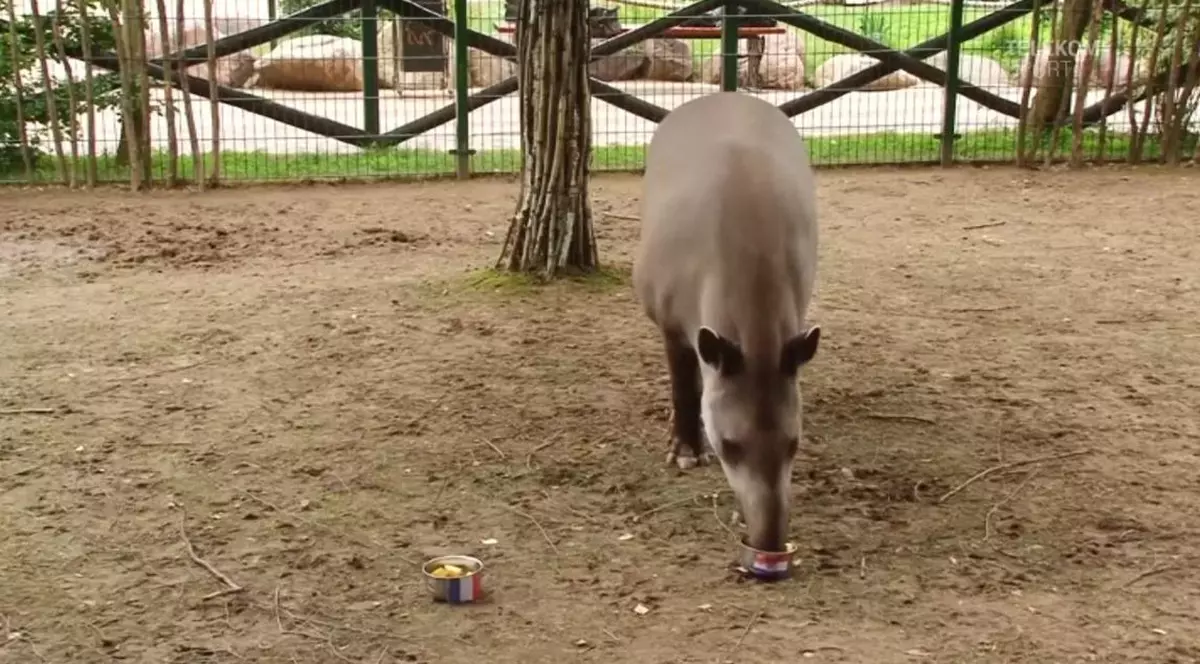 Tapirul Cleopatra a indicat victoria Croației în finala Campionatului Mondial