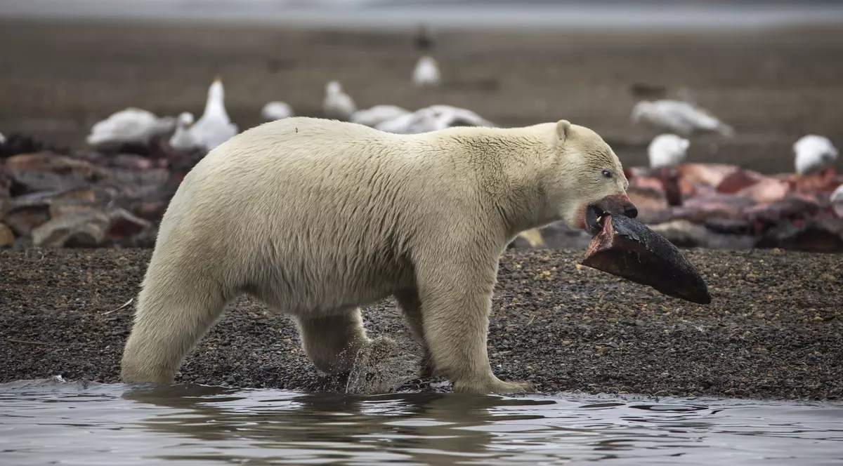 Un tată a fost omorât de un urs polar