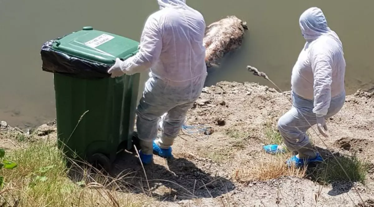 Cadavrul unui porc plutea pe râul Mureș, la Arad. Cadavrul porcului mort de pe râul Mureș, în Arad