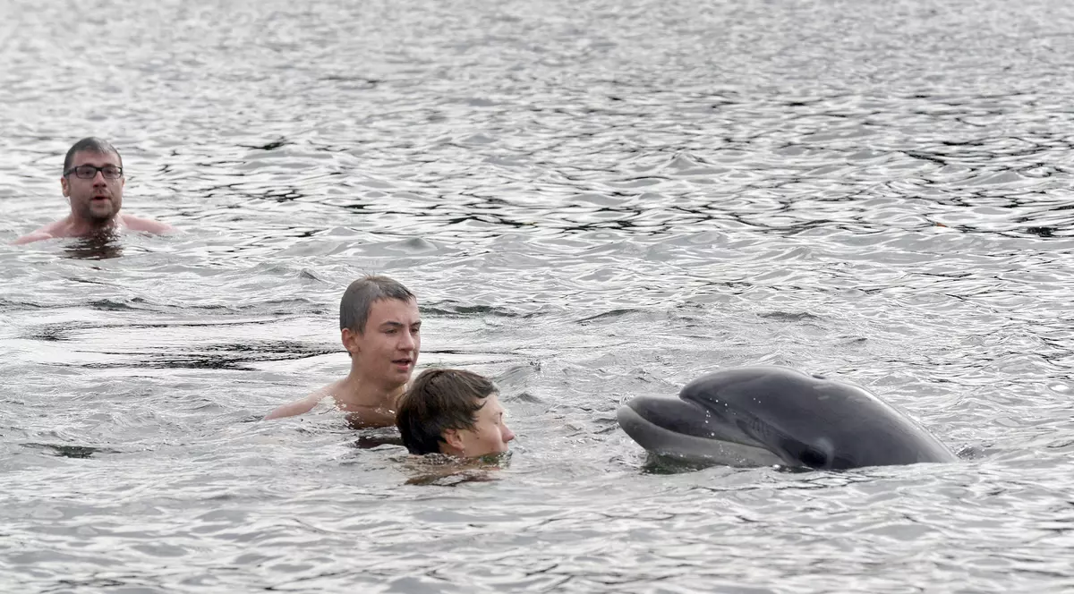 Plajă închisă din cauza unui delfin prea jucăuș