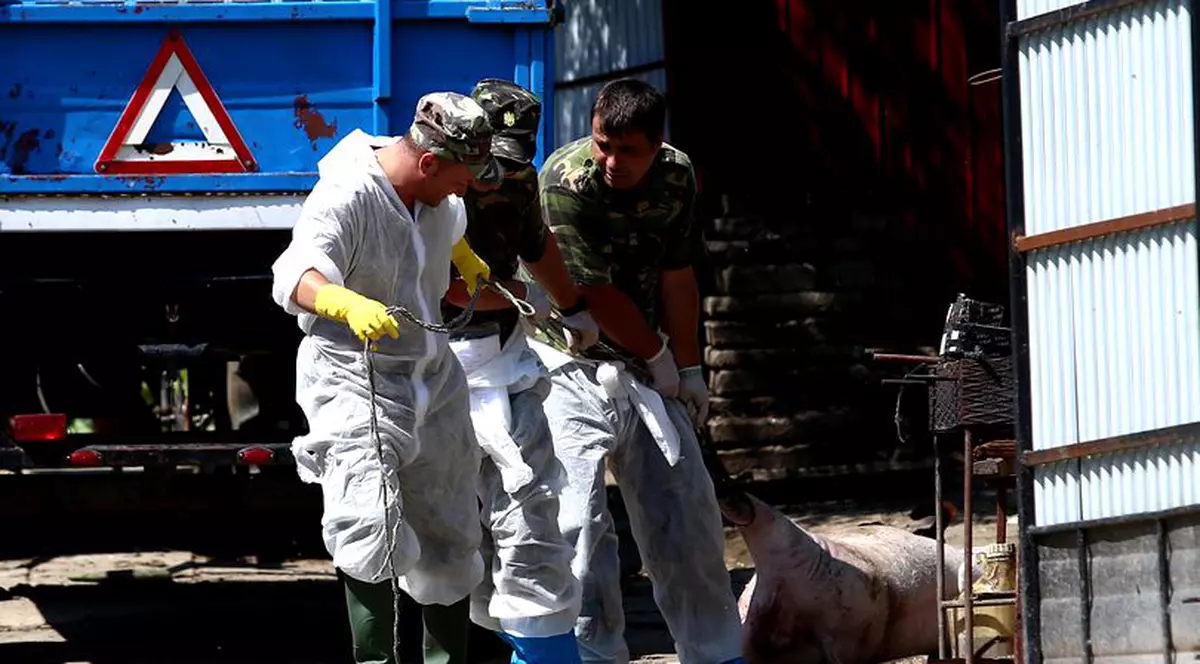 Comisia Europeană, gata să ajute România pentru combaterea pestei porcine africane