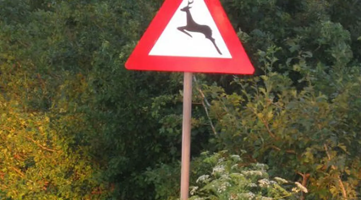 Indicatoare rutiere cu avertizarea Atenţie, animale!, pe A1