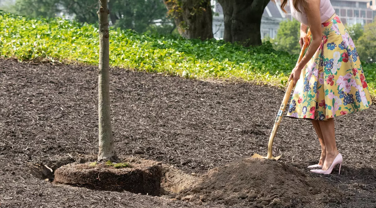 melania trump plantand un copac