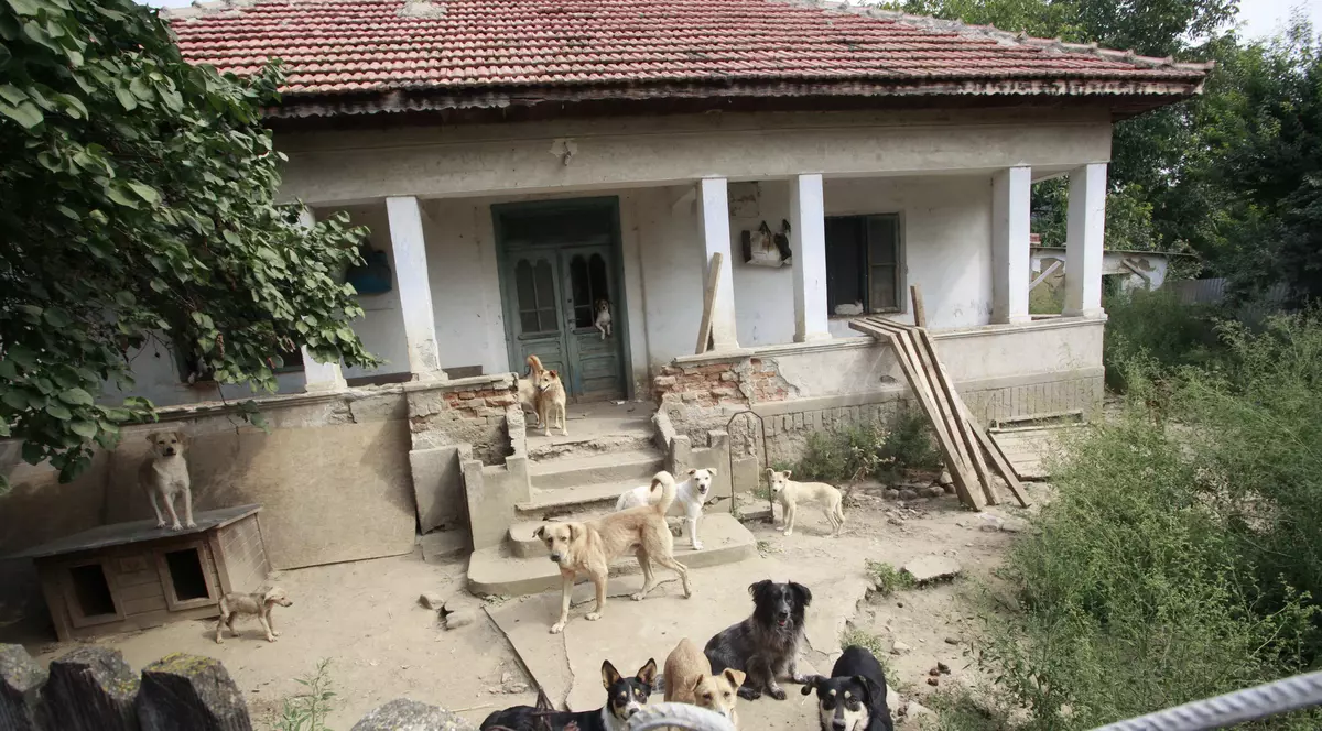 Românii care nu și-au microcipat câinii din casă sau bătătură în ultimii ani riscă o amendă cuprinsă între 2.000 și 5.000 de lei, a declarat pentru Libertatea, președintele Colegiul Medicilor Veterinari din România, Viorel Andronie.