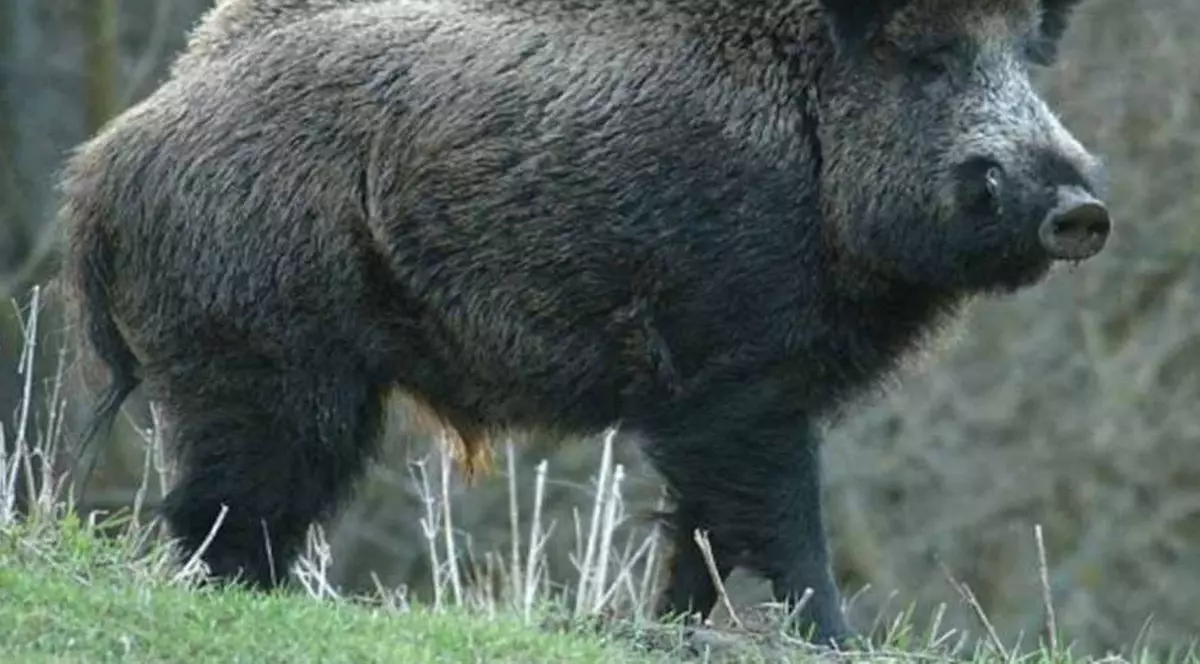 Jandarmi atacați de un mistreț în Prahova