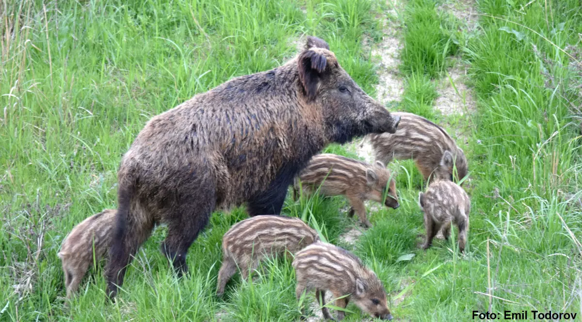 Vânarea mistreților poate extinde pesta porcină africană. O femelă mistreț, alături de puii săi
