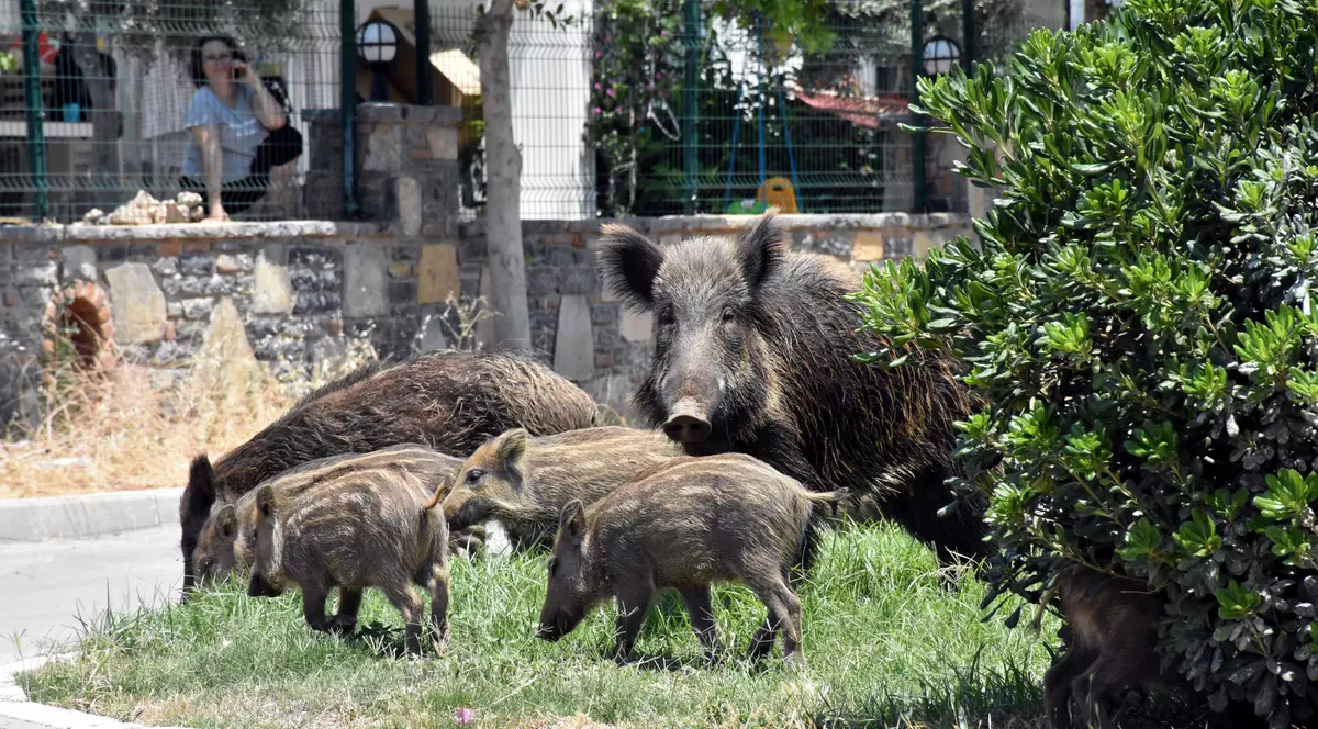 Guvernul a adoptat împușcarea tuturor mistreților în lupta cu pesta africană