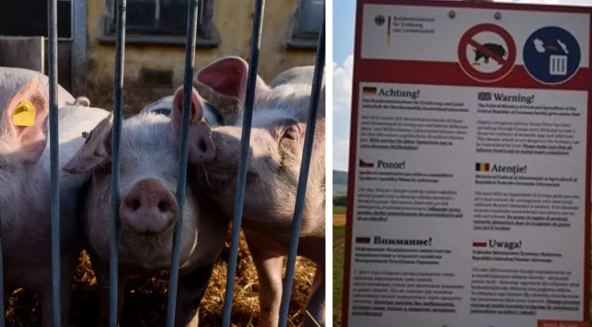 FOTO/ În Germania, panourile de atenționare pentru pesta porcină sunt în germană, engleză, poloneză și română!