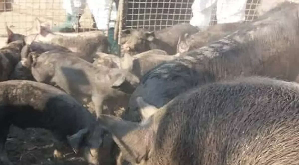Nou focar de pestă porcină în satul Rogojeni din Galați. Imagine cu porci în cocină