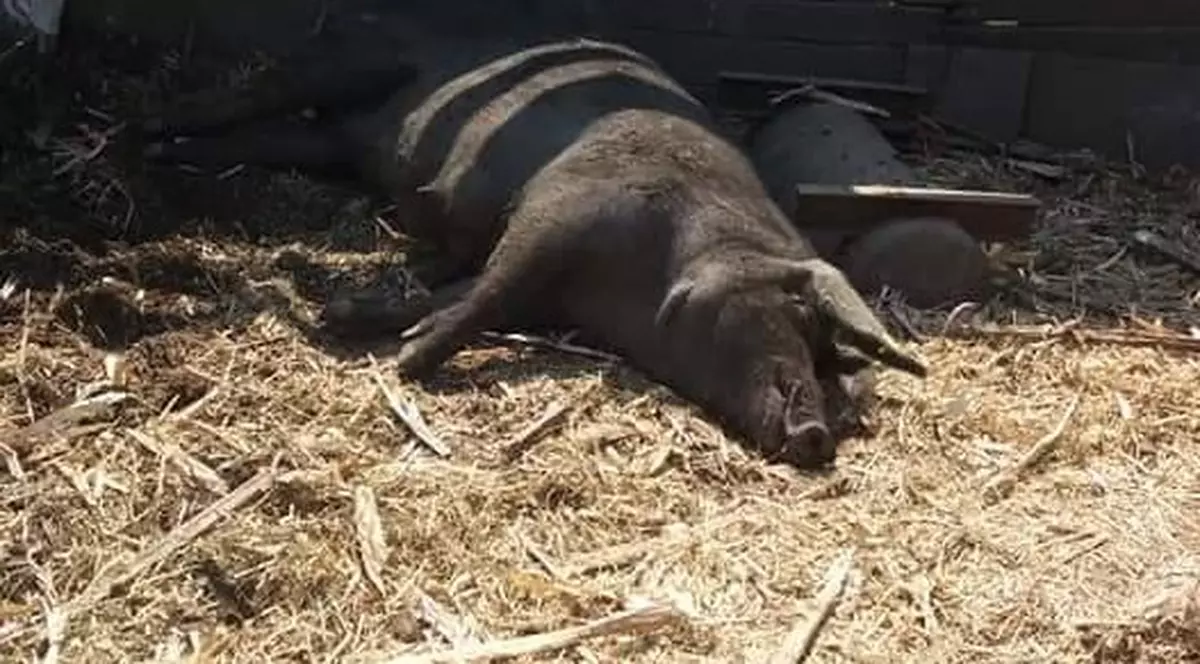 Pesta porcină africană a ajuns și în China. Porc negru, dormind pe paiele din cotețul său