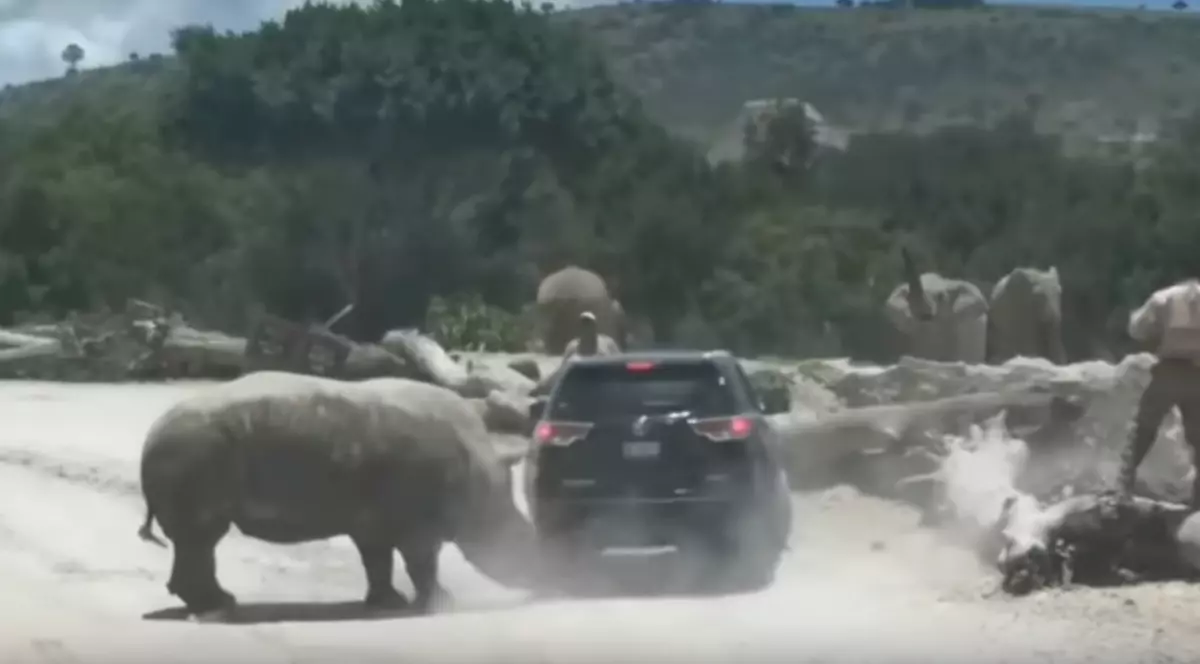 Un rinocer a atacat o mașină cu turiști în timpul unui safari în Mexic
