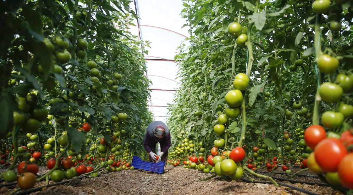 "Tuta absoluta", noua boală care sperie fermierii. Petre Daea: "Se poate ţine sub control"