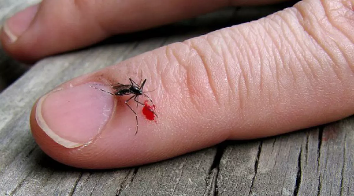 17 oameni au murit din cauza infecției cu virusul West Nile transmisă de țânțari. MS cere măsuri sporite de dezinsecție