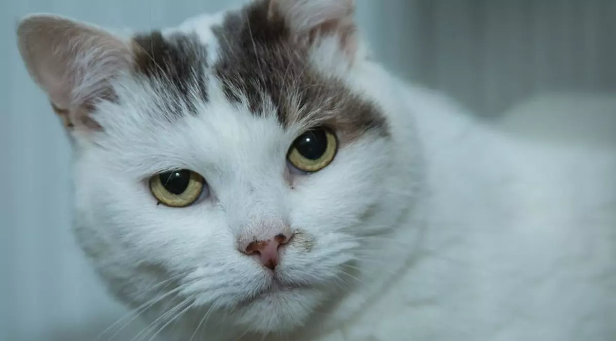 Pisica anului 2018 în Marea Britanie. Theo i-a salvat viața stăpânei sale