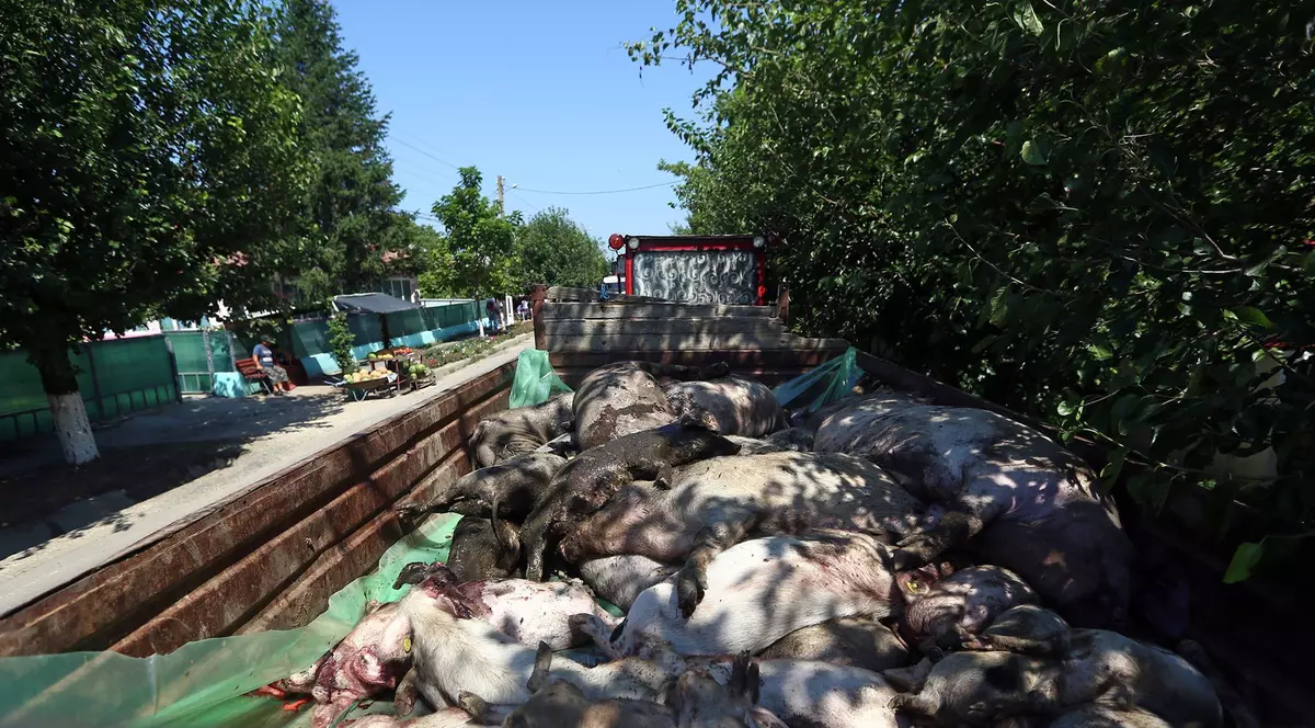 În plină epidemie, o treime dintre veterinari țin evidența animalelor pe hârtie. Numărul focarelor de pestă porcină din România este dublu față de cel înregistrat de cinci ţări vecine în doi ani