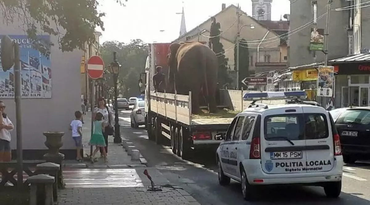 Un elefant a fost plimbat pe străzile din Sighetu Marmației. Imagine cu animalul sălbatic transportat cu o platformă