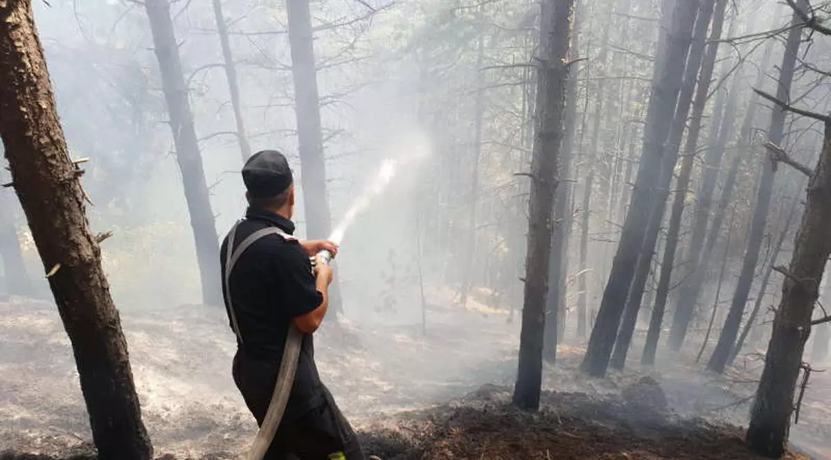 VIDEO/ Incendiu de pădure pe dealul Mateiaş, în apropiere de Câmpulung Muscel