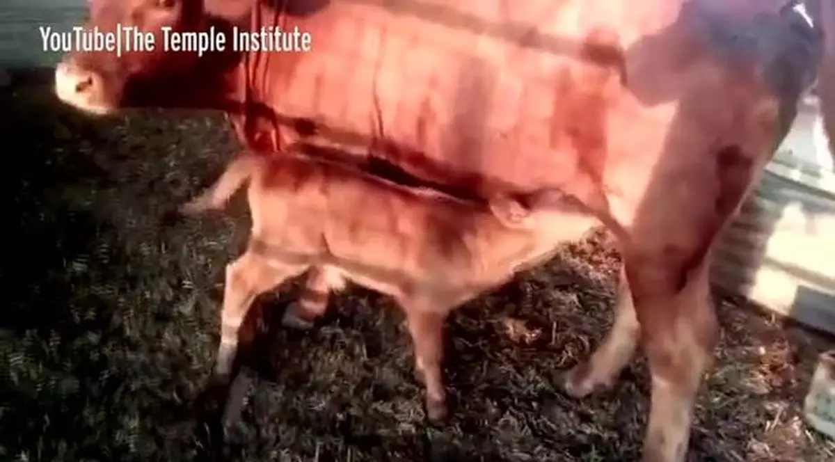 Nașterea unui vițel roșu, primul în 2.000 de ani, provoacă îngrijorare. Sunt voci care susțin că marchează împlinirea unei profeții biblice