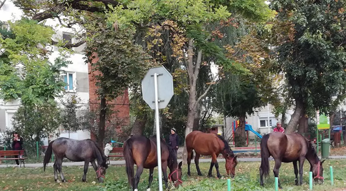O herghelie a ieșit la păscut pe un bulevard din Timișoara. Șapte cai, la păscut