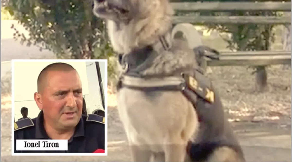 Câinele care a descoperit traficanții la vama Albița, timp de nouă ani de zile, se pensionează. Cățelușa Lila, luată acasă de instructor