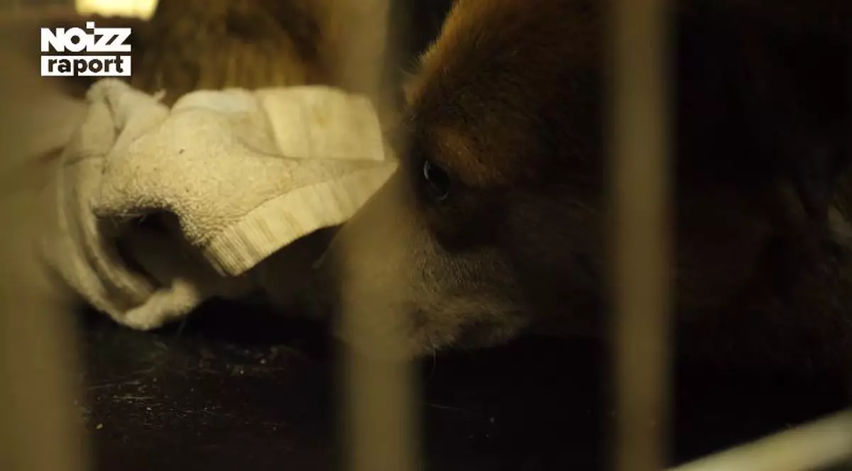 Operaţiune de salvare cum rar vezi în România. Căţeluşă scoasă teafără, după 4 luni, dintr-un tunel greu accesibil, sub o linie de metrou