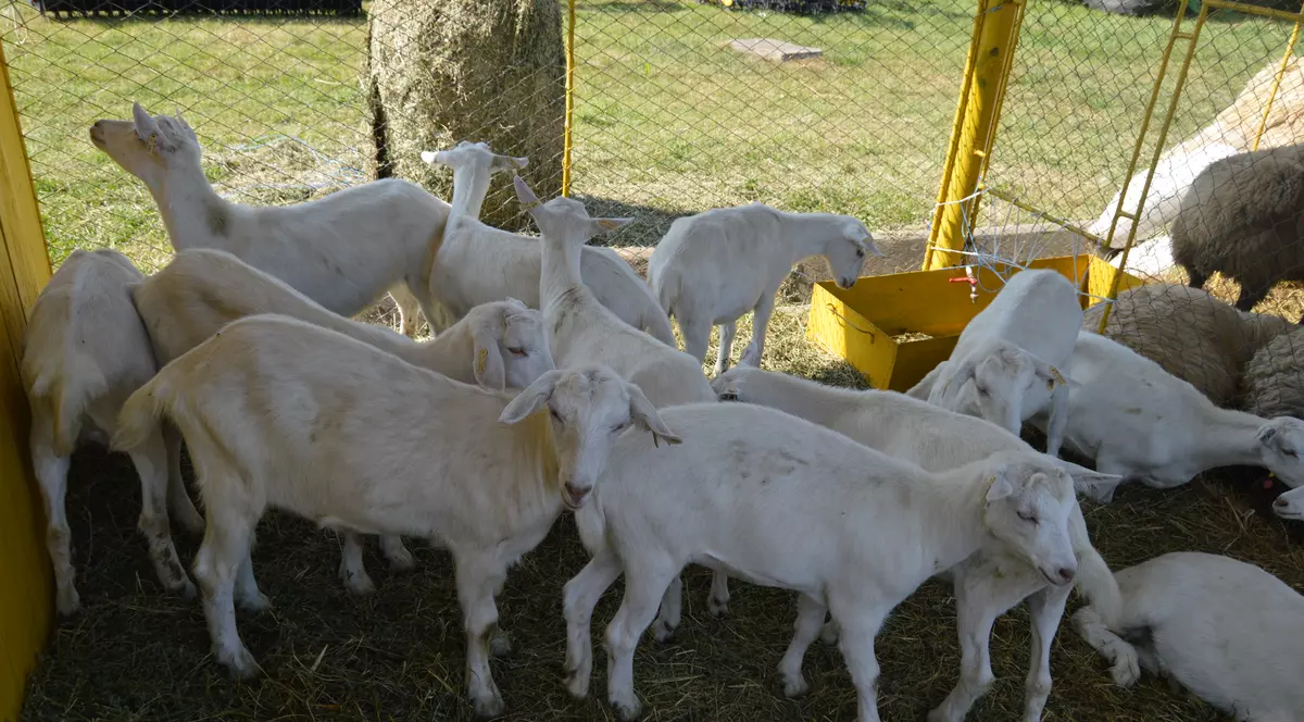 Cea mai mare expoziție de animale din Moldova, anulată din cauza pestei porcine