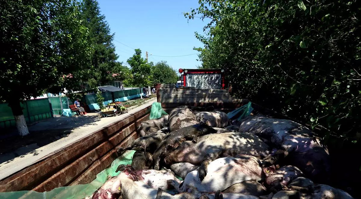 Cazuri de pestă porcină și în Dâmbovița. Alerta, dată de un fermieir căruia i-au murit doi porci