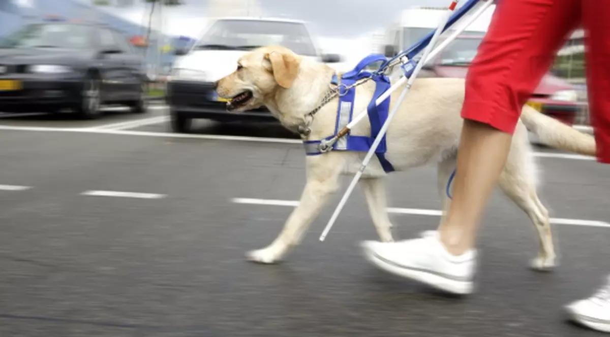 Un nevăzător n-a fost primit într-un fast-food din Cluj cu câinele însoțitor