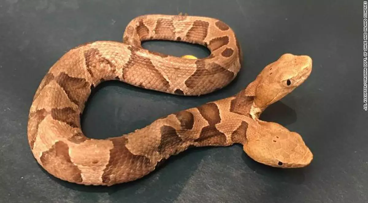 Șarpe cu două capete, descoperit în Virginia, SUA. Șarpele cu două capete, descoperit în Virginia, SUA