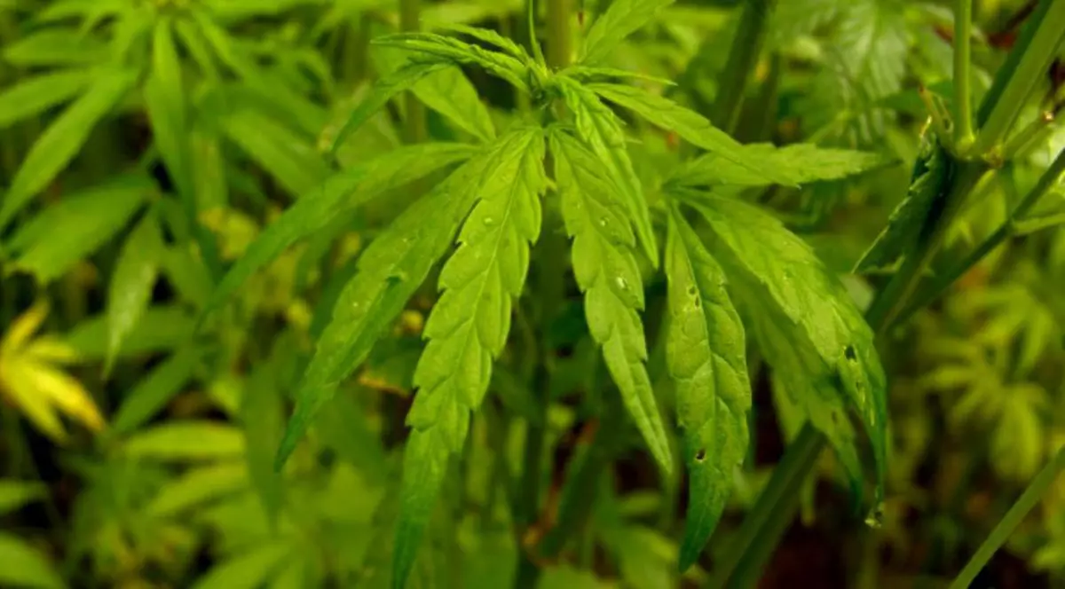 Consumul de canabis a crescut în Canada