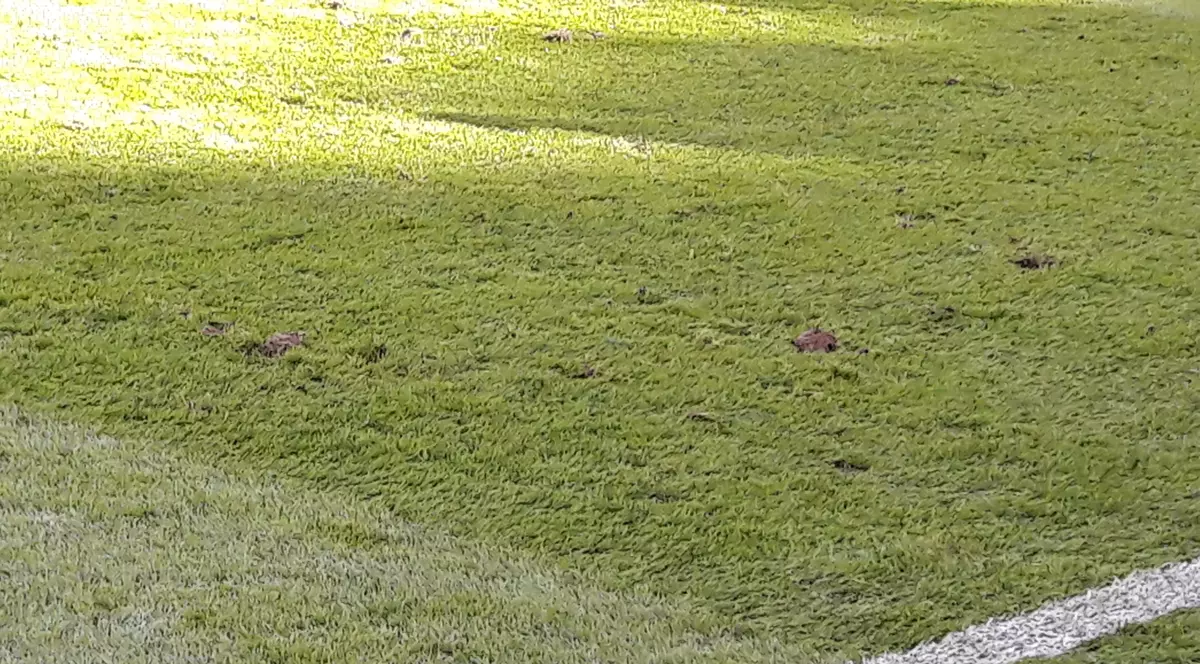 Gazon execrabil pe ”Arena Națională”, la România - Serbia 0-0. Brazdele au sărit încă de la încălzire / GALERIE FOTO