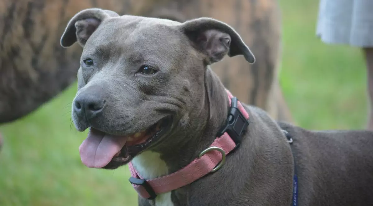 Bărbat sfâșiat de câini Amstaff într-o localitate din județul Neamț