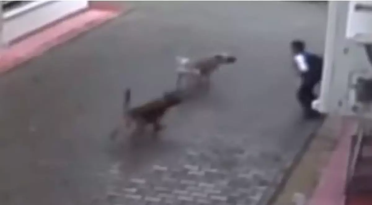 Momentul șocant în care un copil este atacat de 4 câini maidanezi