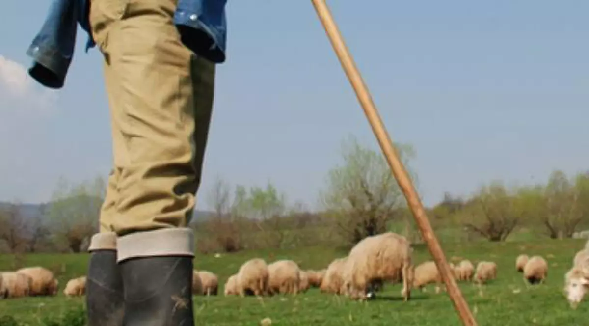 Un cioban din Timiș și-a înjunghiat rivalii, la fel ca-n balada ”Miorița. De la ce a pornit scandalul
