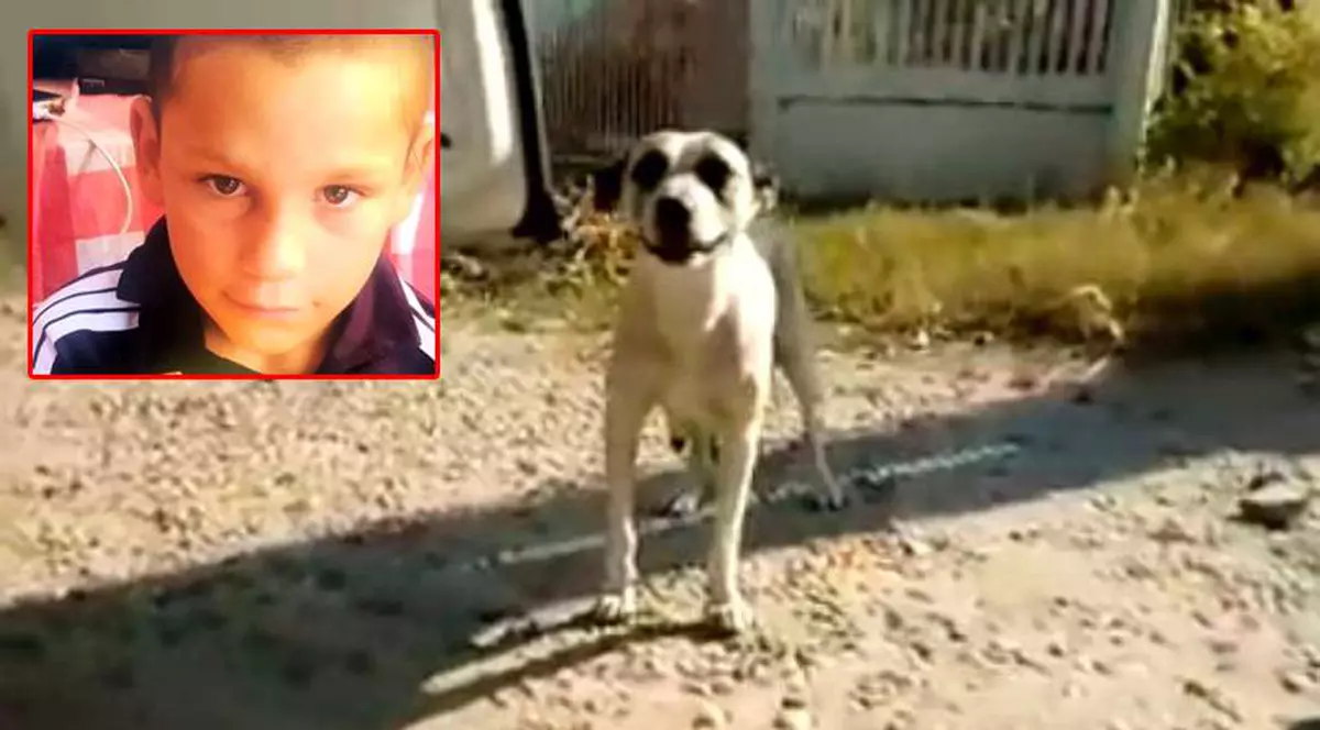 VIDEO | Detalii emoționante despre dispariția băiețelului de 6 ani, din Dolj. Câinele familiei a păzit copilul toată noaptea