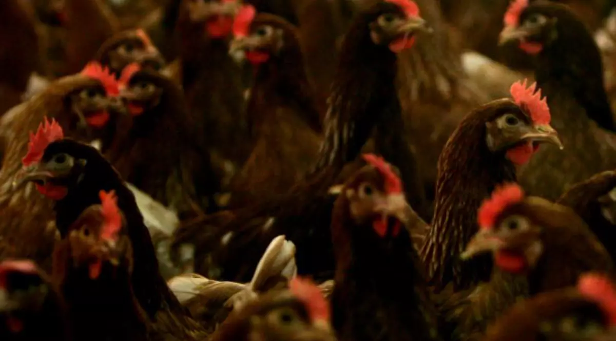 Focare de gripă aviară, descoperite în sudul Bulgariei. Găini vii, la o fermă