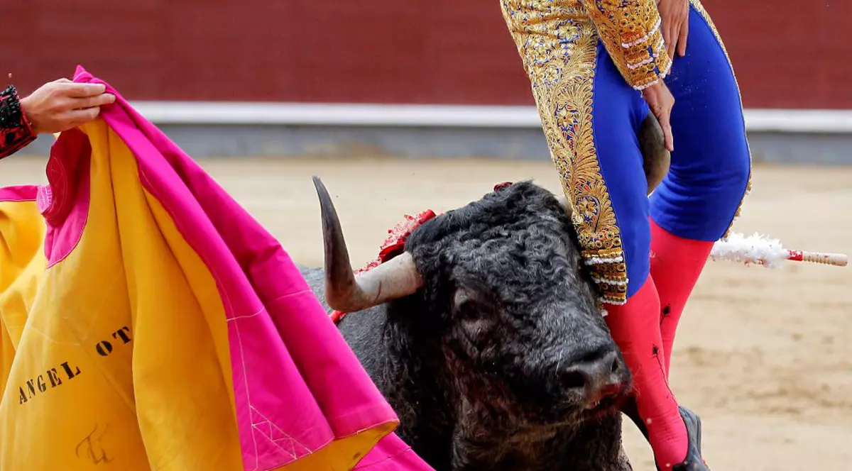 Momentul șocant în care un matador este împuns de un taur