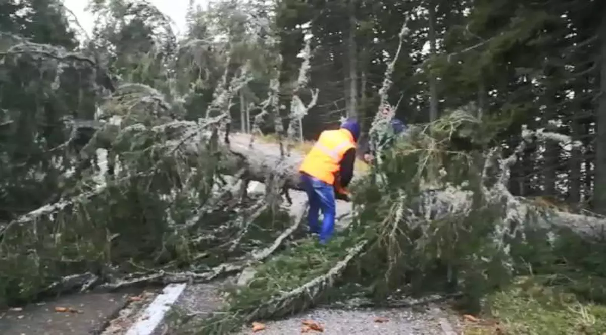 Ninsorile și vântul fac prăpăd în țară. Un om a murit după ce un copac a căzut peste el