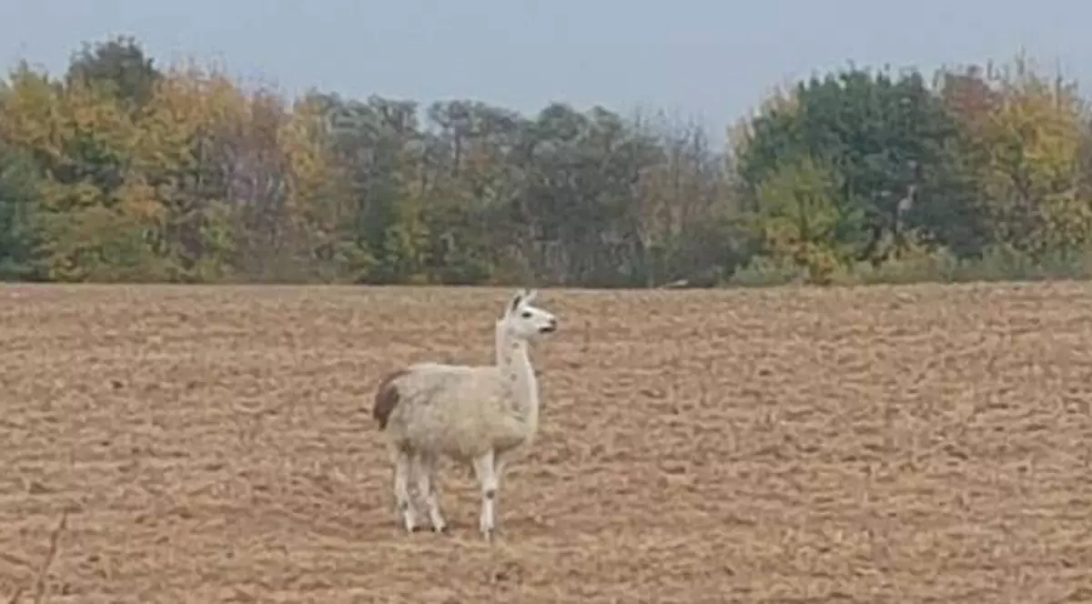 Animal exotic fotografiat pe un câmp lângă Timișoara. ”A pierdut cineva o lamă?”