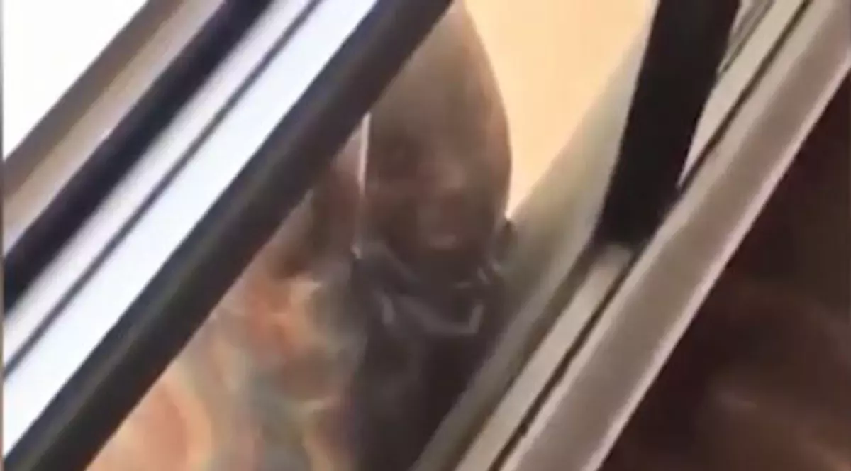 Și-a filmat menajera agățată de balcon, înainte să cadă în gol
