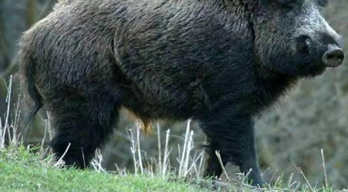 Mistreț infectat cu pesta porcină, descoperit la granița dintre România și Bulgaria