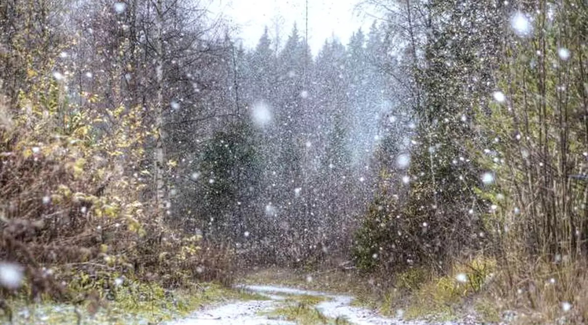 Cod galben de ninsori viscolite la munte