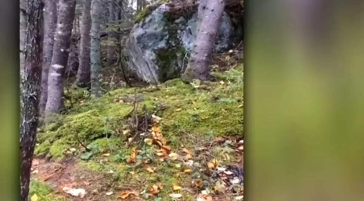 Momentul în care pământul dintr-o pădure pare că ”respiră”