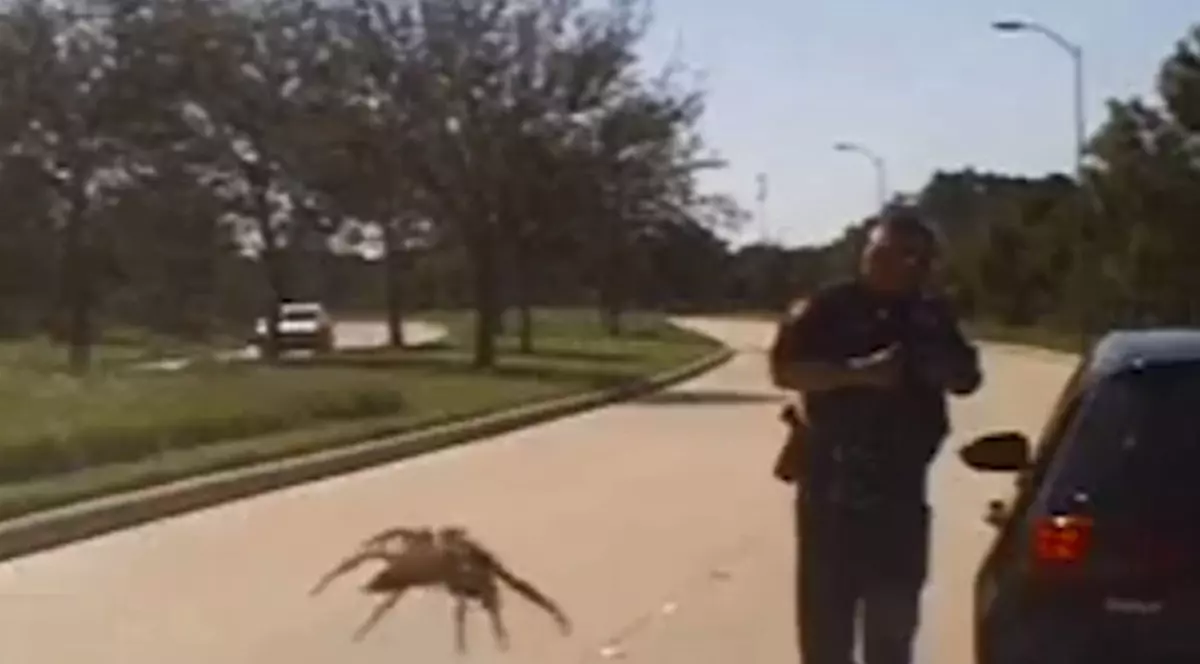 Momentul în care un păianjen uriaș se îndreaptă către un polițist