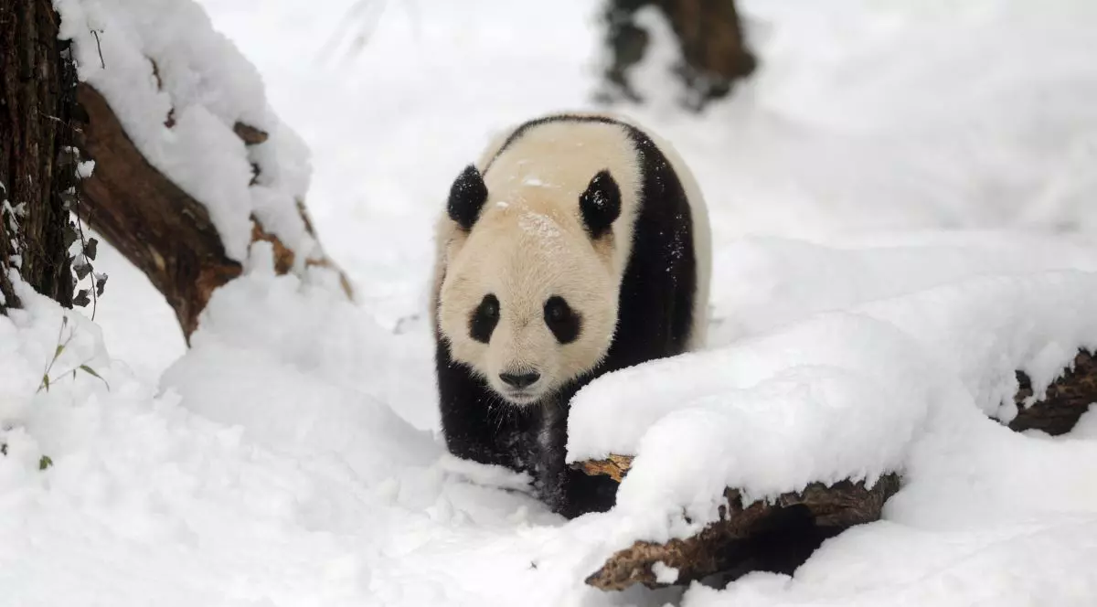 Video: Cum se bucură un panda când vede prima dată zăpadă în acest sezon