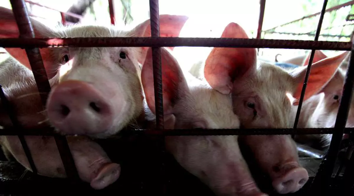 Pestă porcină în Telorman și Buzău