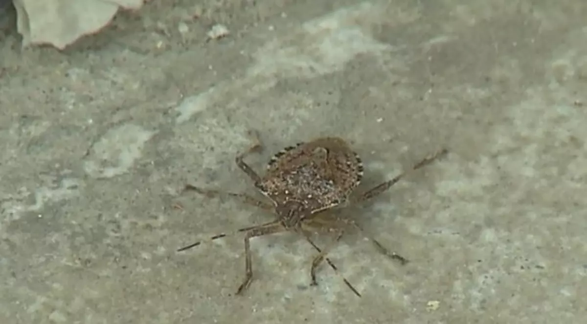 Gândacii mirositori pot purta germeni periculoşi pentru om. Gândac mirositor